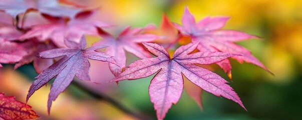 Poster - Japanese maple tree showing off vibrant colors in autumn