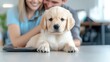 © BROPRADANA - Happy couple with golden retriever puppy at home office.  Website banner, blog post