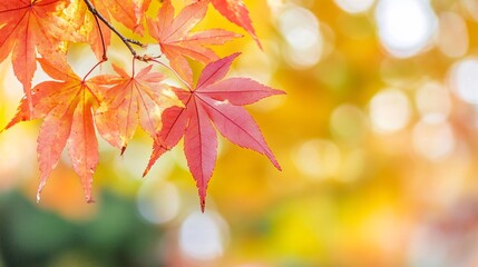 Poster - Red maple leaves changing color in autumn with blurred background