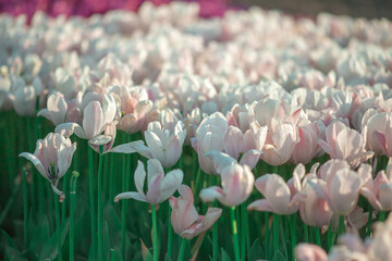 Blooming field of white pink tulips on a spring day. Spring tulips in bloom. Romantic and calm nature atmosphere, perfect for spring mood or garden and floral concepts