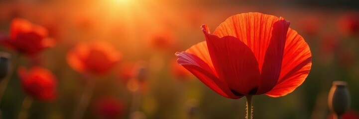 Wall Mural - Delicate backlit poppy petals, translucent & vibrant red, nature, shadow