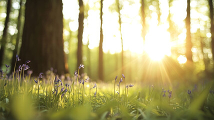 Wall Mural - Sun rays breaking through tree trunks create a magical woodland scene, illuminating vibrant bluebells in full bloom and casting a warm, tranquil atmosphere in the fresh spring landscape