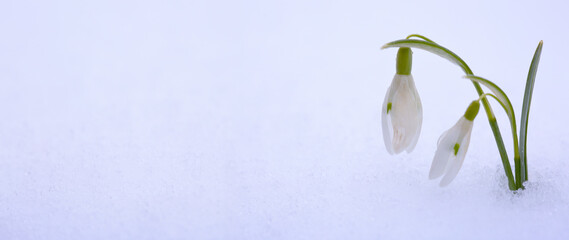 Canvas Print - blooming snowdrops covered snow. spring background.