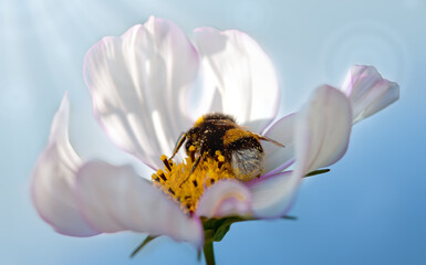 Canvas Print - close up of a bee on white cosmos flower.