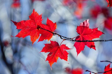 Poster - Morning sunlight shining through red maple leaves on a branch, creating a bokeh effect in the background