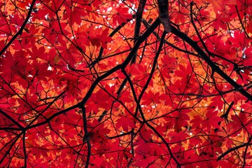 Poster - Low angle view of a japanese maple tree canopy with vibrant red leaves