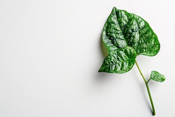 Poster - Lone green leaf creating a shadow against a white backdrop