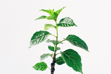 Aufkleber - Vibrant young plant with lush green leaves stretches towards the sky, representing growth and fresh starts