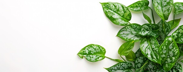 Aufkleber - Scindapsus pictus argyraeus leaves forming a green background on a white surface
