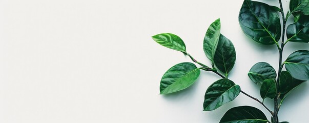 Aufkleber - Nature concept: green leaves branch resting on white background