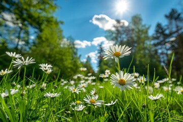 Poster - White daisies bloom in the sun in a lush green meadow