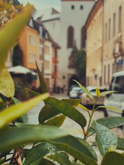 Close-up of green leaves with raindrops in the foreground, framing a blurred European street scene with historic buildings and a church in the background.