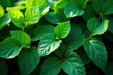 Wall Mural - Deep emerald leaves, rough surface, dappled sunlight, shadow, element