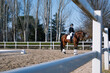 © ADDICTIVE STOCK - Elegant rider and horse practice classical dressage outdoors
