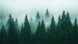© AtomMaya - Misty Evergreen Forest with Dense Fog and Majestic Pine Trees