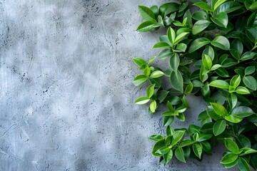Aufkleber - Green leaves are creating a border on a textured grey concrete background with copy space