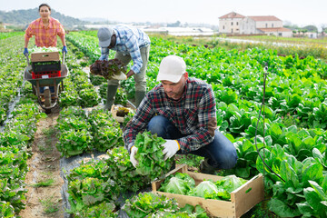 Wall Mural - Multiracial farmers, men and woman, harvesting green lettuce on plantation.