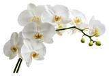 White orchids bloom gracefully in natural light isolated on transparent background