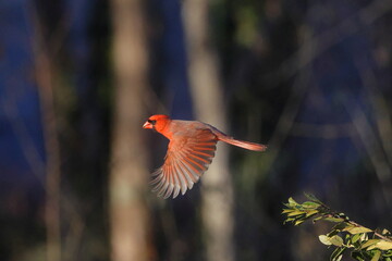 male norther cardinal red bird inflight against blurry background.