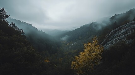 Aufkleber - Mystical Forest Valley in Misty Weather with Vibrant Autumn Foliage : Generative AI