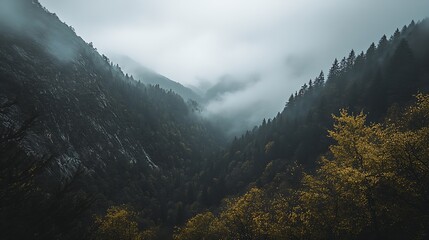 Poster - Moody Mountain Landscape with Dense Pine Forest and Rolling Fog : Generative AI