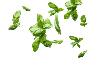 Wall Mural - PNG Levitating basil leaves food vegetable spinach.