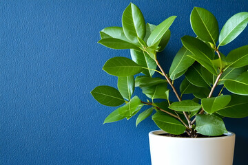 Sticker - Lush green plant in white pot against blue wall