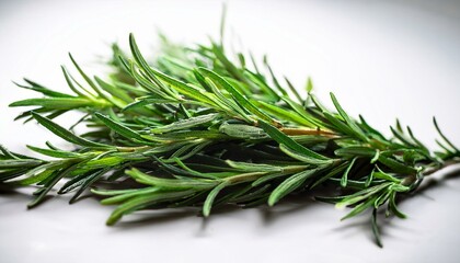 Wall Mural - Fresh rosemary sprigs on a white background.