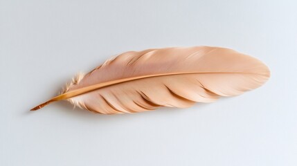 Poster - A solitary brown feather lies on a pristine white background, highlighting its intricate patterns and natural elegance in a calm setting