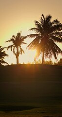 Wall Mural - golden sunset behind scenic tropical palm trees on a serene beach shore, palms silhouettes