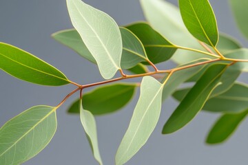 Poster - Fresh Green Leaves with Subtle Veins on a Gray Background