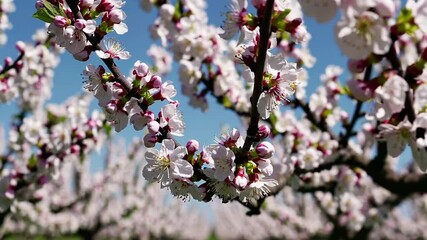 Poster - A tranquil orchard in full bloom with neat rows of blossoming trees under a gentle morning light, perfect for springtime or agricultural themes.