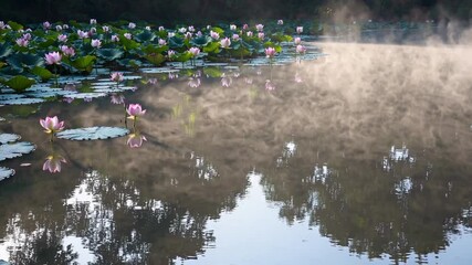 Poster - A morning scene at a tranquil pond surrounded by lotus flowers, with gentle fog drifting across the water’s surface.