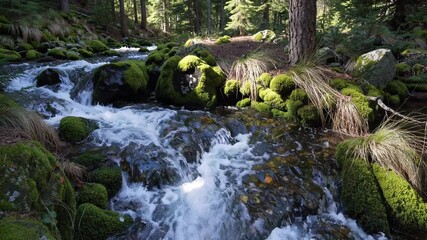 Poster - An ice-cold mountain stream rushing over mossy rocks in a dense evergreen forest, capturing the sense of motion and freshness.
