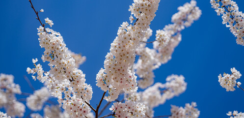 Wall Mural - Flowering tree branch with white flowers. Spring background. Blooming tree branches white flowers and blue sky background, close up. Cherry blossom, sakura garden, spring orchard, spring sunny day.