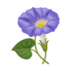 Wall Mural - Illustration of Morning Glory flower, scientific name Ipomoea purpurea, isolated on white background.