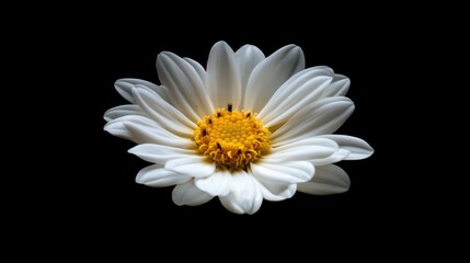 Poster - A macro view of a daisy with crisp white petals and a bright yellow center, capturing the simplicity and beauty of this classic flower.