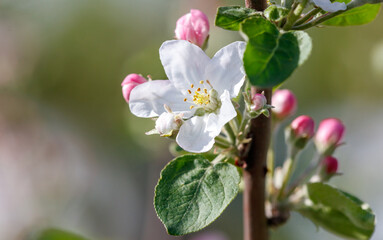 Wall Mural - A white flower with pink petals is on a green leaf