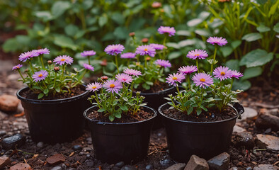 Poster - A row of purple flowers in black pots are arranged on a rocky ground. The flowers are in various sizes and are placed in different positions, creating a sense of depth and dimension