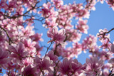 Magnolia pink blossom tree flowers, close up branch, outdoor. Blossom magnolia flower.