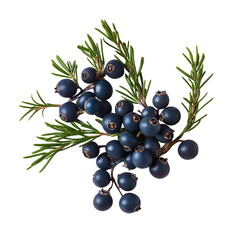 Wall Mural - Juniper Berries with Pine Sprigs Arrangement