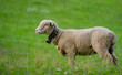© Volodymyr - The sheep in the meadows. Small flock of sheep in Swiss Alps. Sheep pasture on an farm, close up. Sheeps eating grass on a field. Sheep grazing in an alpine meadow.