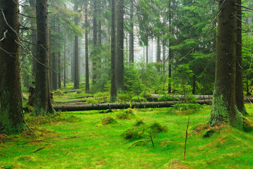 Wall Mural - Foggy Natural Forest of Spruce Trees with Moss Covering the Ground