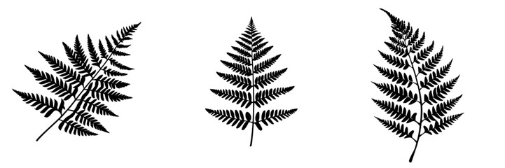 Poster - Ferns displayed in an artistic arrangement highlighting natural patterns and textures on a white background