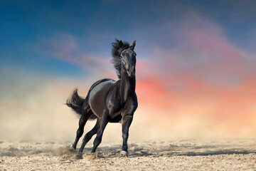 Wall Mural - horse at sunset