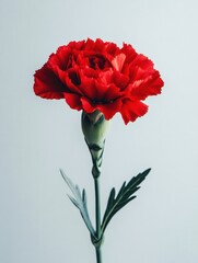Poster - Single red carnation flower on a light gray background with a simple and elegant studio style