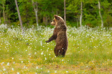 Wall Mural - eurasian brown bear (ursos arctos arctos); juvenile standing upright in swamp to observe its environ