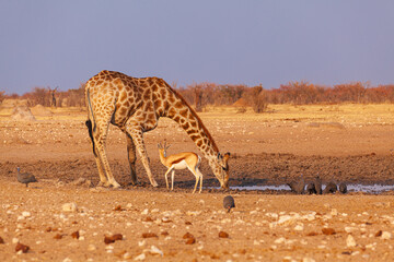 Wall Mural - springbok watches a namibian giraffe (giraffa camelopardalis angolensis) drink from a waterhole, eto