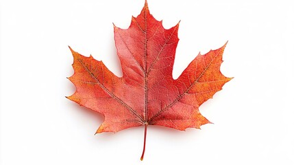 Poster - Single vibrant maple leaf with red and orange hues on a clean white background studio shot