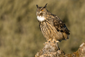 male eurasian eagle owl at his favourite perch in an ash tree in a mediterranean meadow of ash, oak 